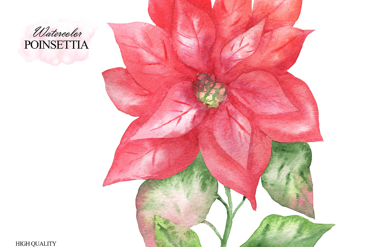 Watercolor poinsettia clipart, an Illustration by OlDm_Shop (Photo 8 of 10)