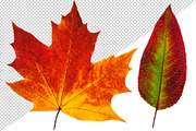 30 colorful autumn leaves, an Object Graphic by Fruits+Veggies (Thumbnail 3 of 3)
