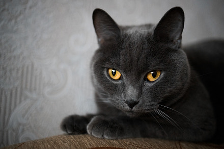 portrait of a British gray cat, close-up, space copy, an Animal Photo by TanaCh