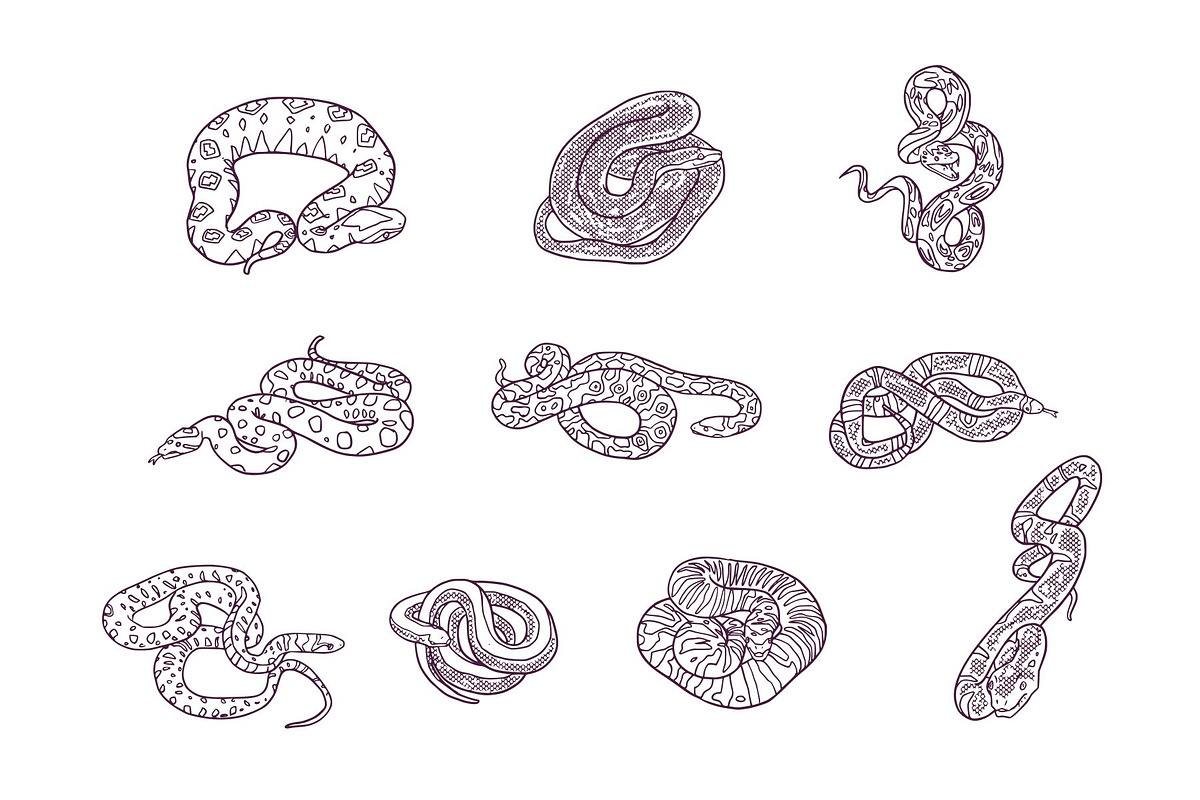 Snake Breeds Hand Drawn Illustration, an Animal Illustration by SLAB! Design (Photo 3 of 3)