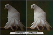 Hasselblad Adjustments Profiles, a Plug-in Add-On by Raztrend (Thumbnail 12 of 30)