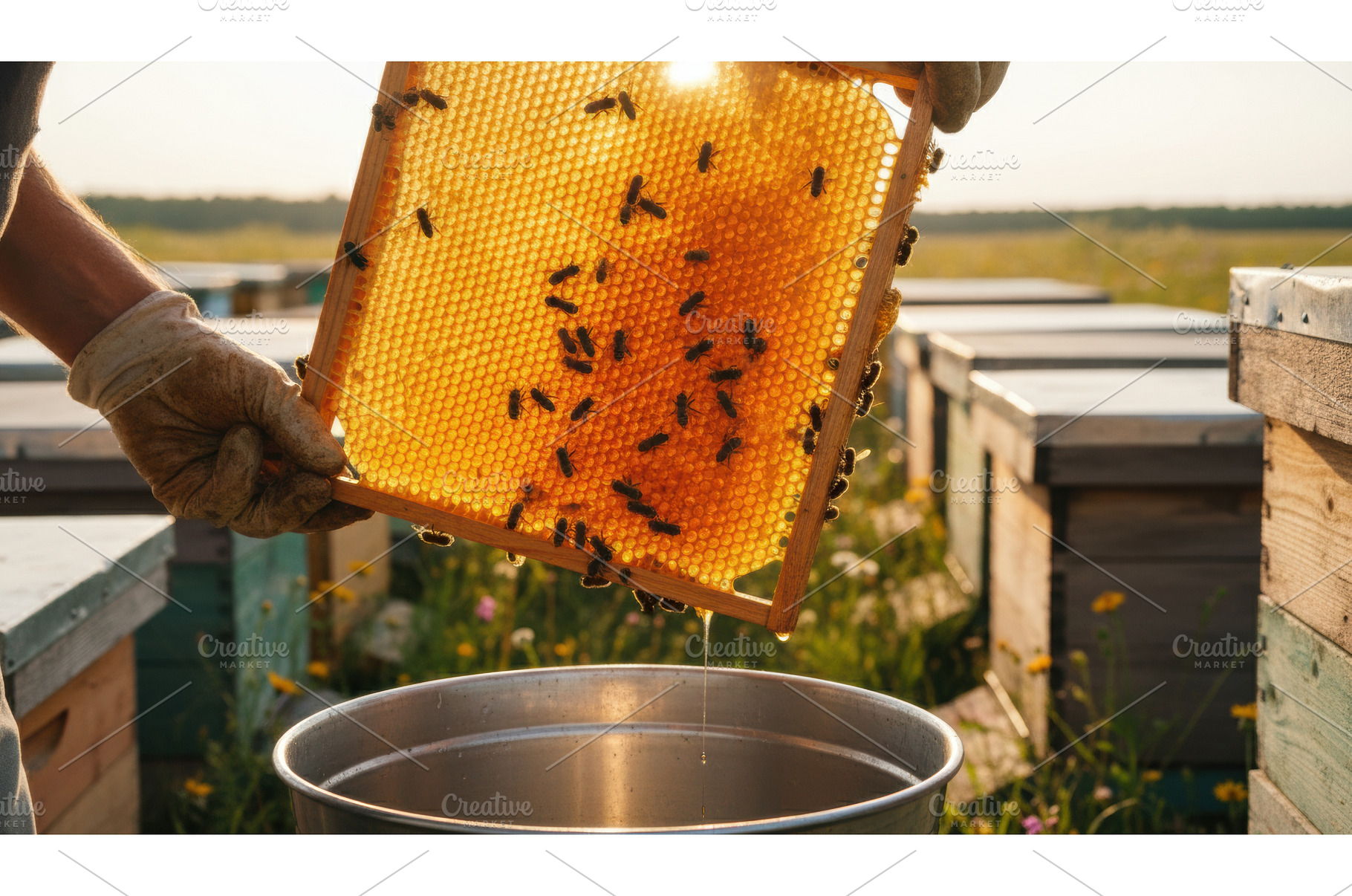 Gloved hands holding a honeycomb, an Animal Photo by Igor Tichonow