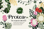 Protea - tropical collection, a Texture Illustration by Backyard Rose (Thumbnail 1 of 22)