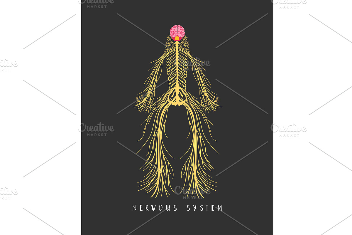 Human central nervous system, an Illustration by Stock-Smart-Start