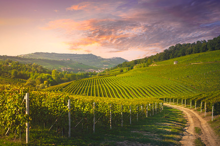 Langhe vineyards view, Italy