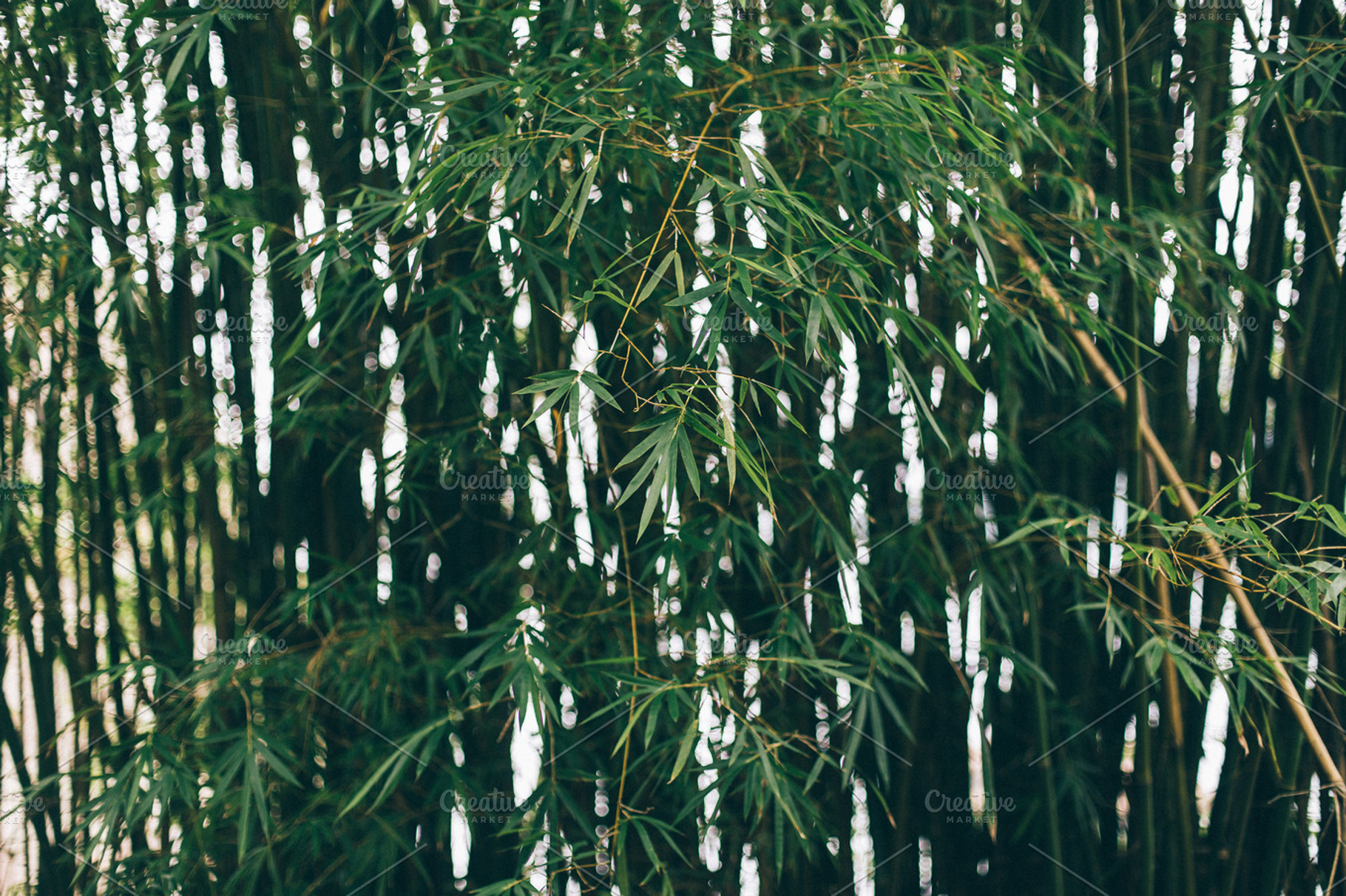 Bamboo tree containing ilha grande, rio de janeiro, and brazil, a Nature Photo by Walking Blonde