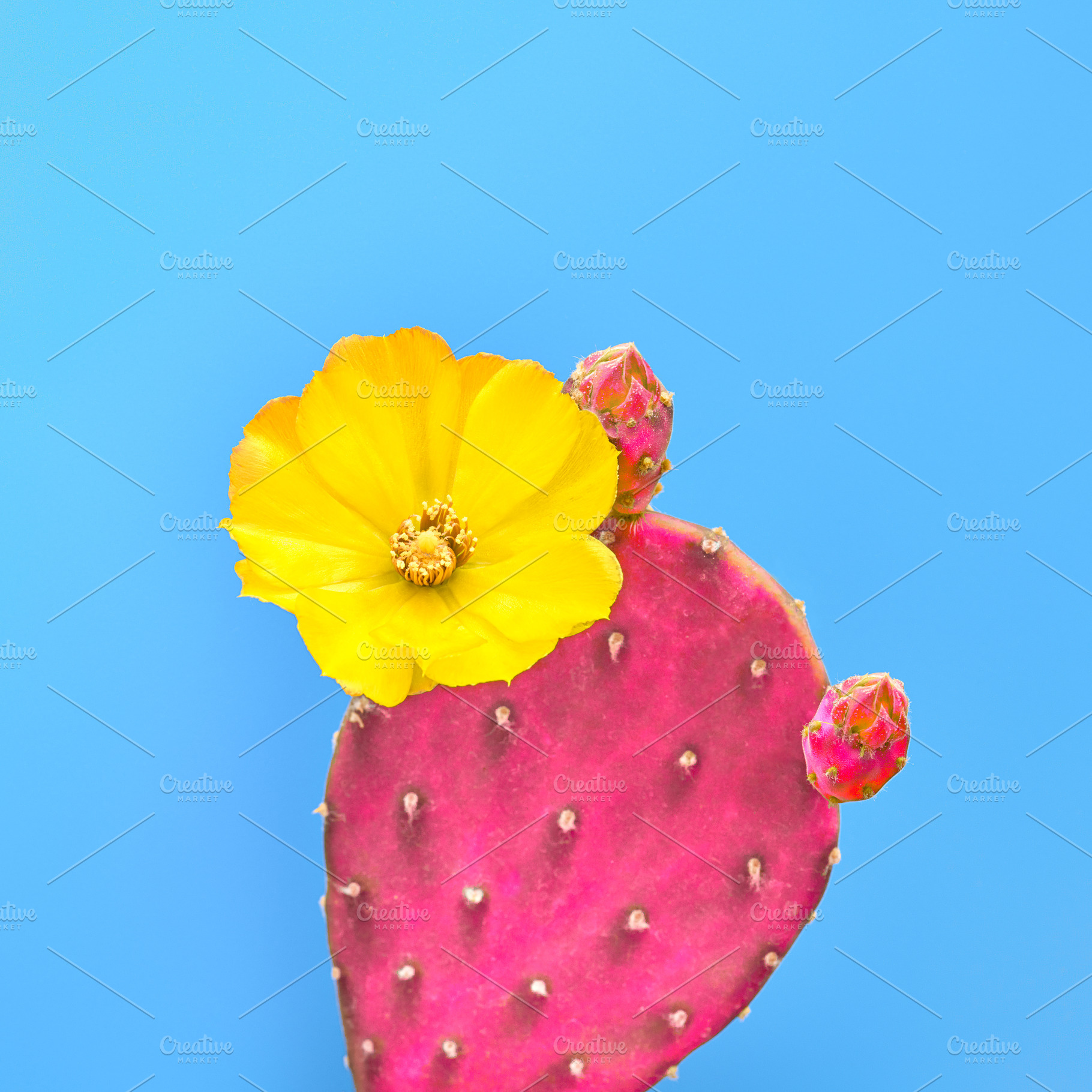 Cactus with flower minimal fashion featuring cactus, minimal, and cacti, a Beauty & Fashion Photo by iBear