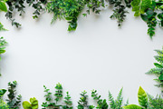 99 Frames of green leaves, a Nature Photo by Handmadefont (Thumbnail 36 of 100)