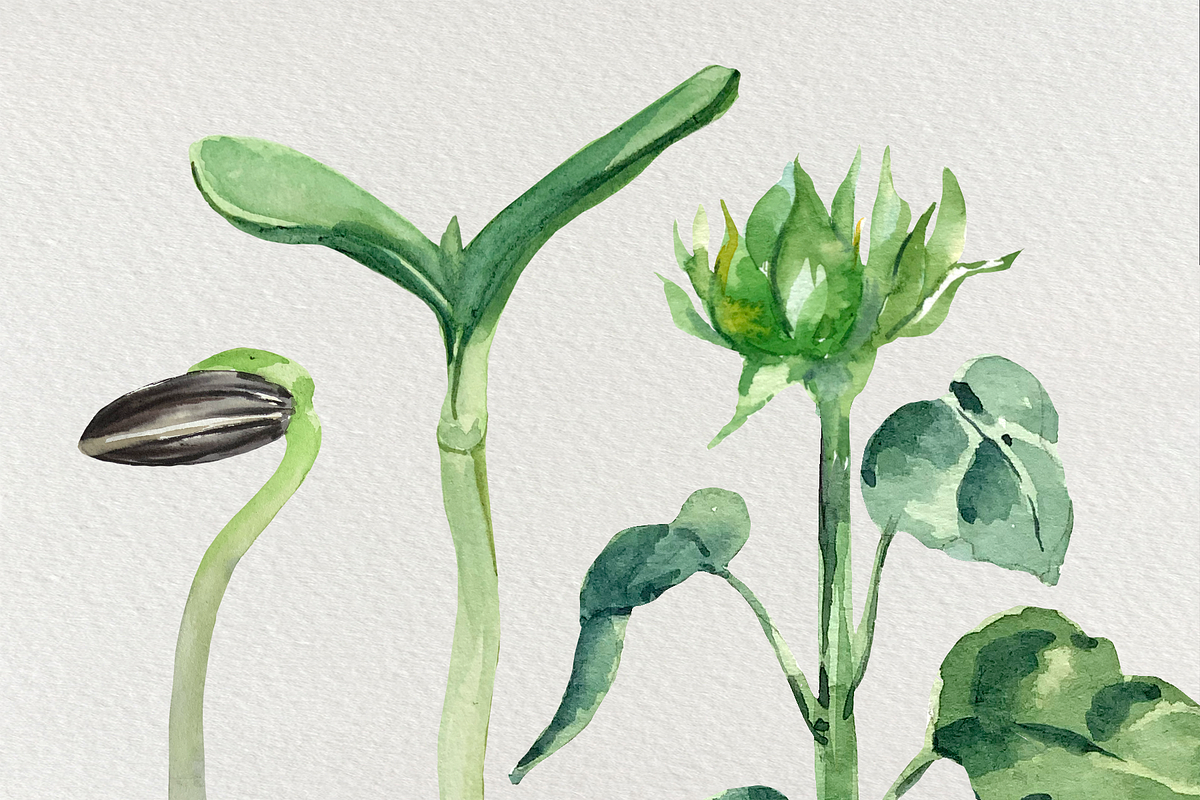 Sunflower Life Cycle Clip Art, an Illustration by Tati Bordiu (Photo 4 of 4)