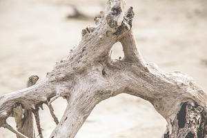 Driftwood Details
