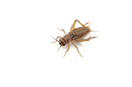 Cricket isolated on white background stock photo containing above and adults, an Animal Photo by AnimalArt