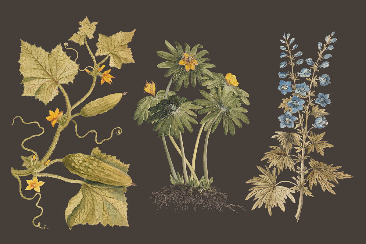 Distribution of English Plants, a Decorative Illustration by Lilithcollageart (Photo 8 of 8)
