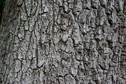30 Tree Trunk Texture Photos, a Texture Graphic by Bilgep_design (Thumbnail 16 of 16)