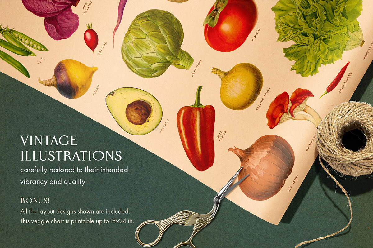 80 Fruits & Vegetables, an Object Graphic by The Object Atlas (Photo 2 of 10)