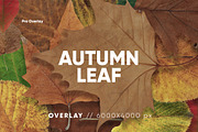 30 Autumn Leaf Texture, a Texture Graphic by CCPreset (Thumbnail 1 of 3)