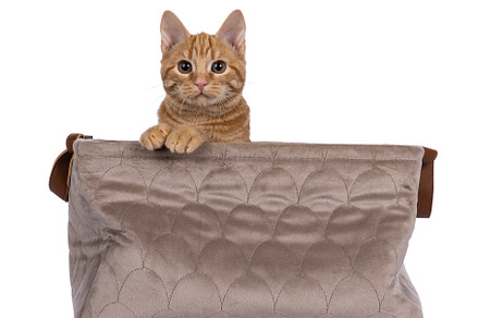 European Shorthair cat on white background