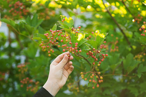 Hand holding green branch with berri, a Nature Photo by Elena Vagengeim