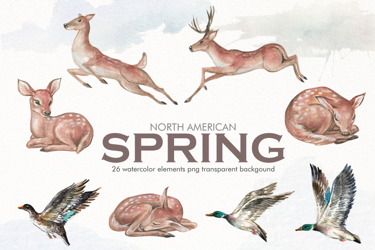 Watercolor North American Spring, an Illustration by Graphobia (Photo 3 of 10)