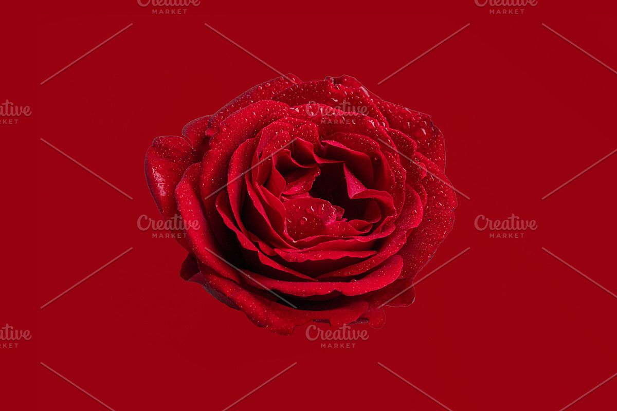 Red rose with water droplets, a Nature Photo by Bloomstock studio (Photo 2 of 2)