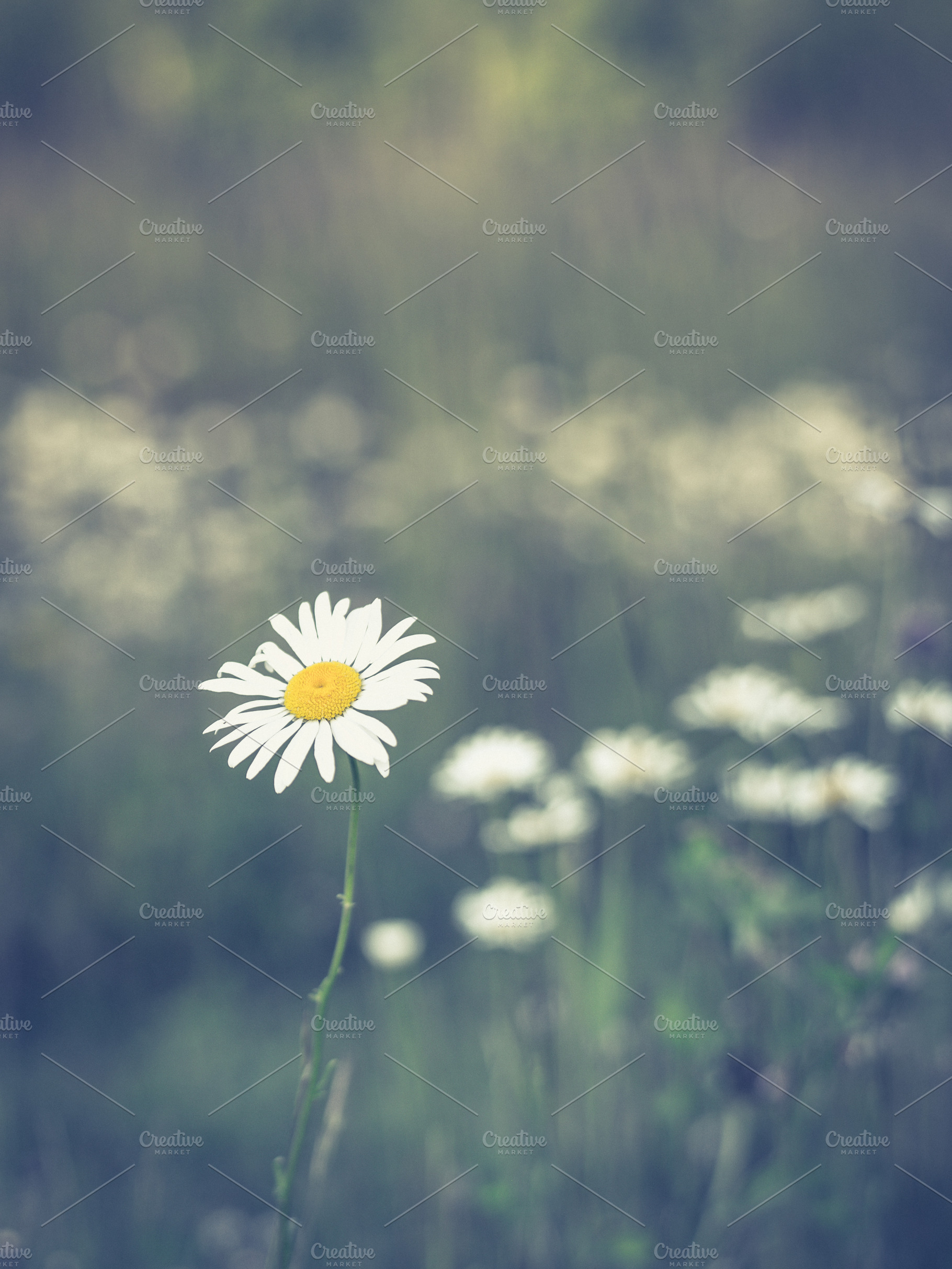 Field of daisies featuring leucanthemum, leucanthemum vulgare, and perennial, a Nature Photo by ClubhouseArts