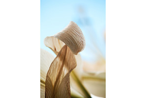 Dried Lily Petals: Nature's Abstract, a Nature Photo by Rohan Photography