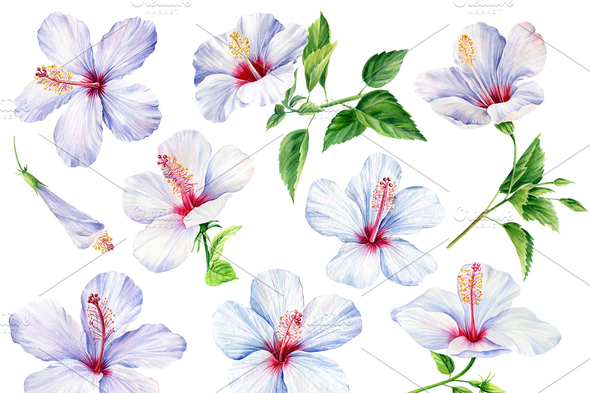 Watercolor tropical hibiscus flowers, an Object Illustration by Hanna Hryharenka (Photo 3 of 18)