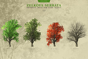 Zelkova Serrata Trees, an Object Graphic by Athlos ArtLab (Thumbnail 1 of 5)
