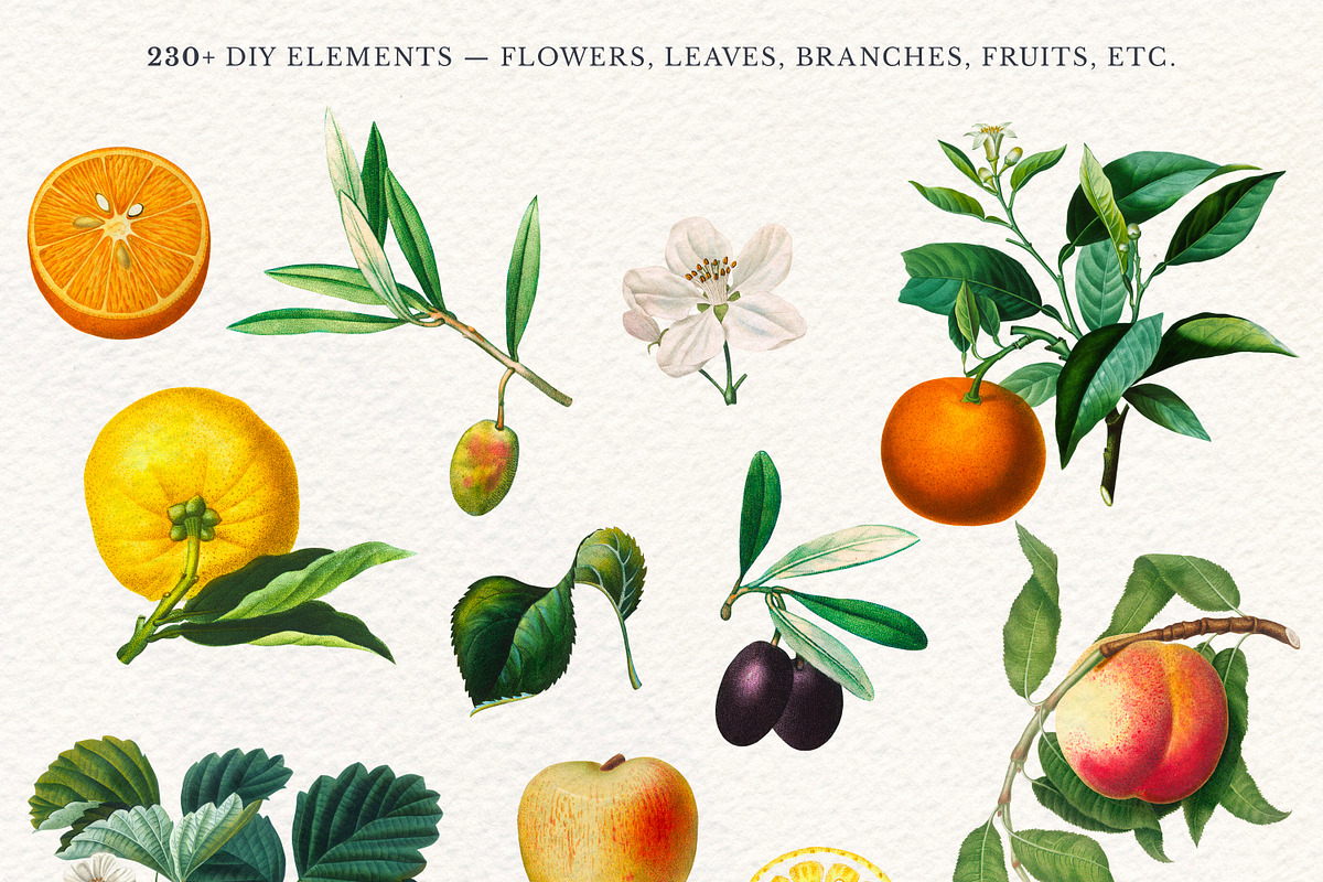 168 Vintage Botanical Illustrations, a Decorative Illustration by Olga Begak Art & Design (Photo 7 of 9)