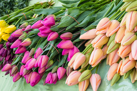 Tulip Flowers For Sale At The Market preview 6