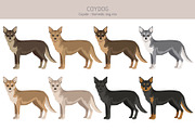 Coydog. Coyote - Domestic dog mix, an Animal Illustration by pet design shop (Thumbnail 2 of 6)
