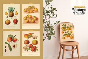 Vintage Prints Poster Bundle 100