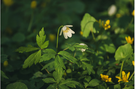 White anemone flowers growing in, a Nature Photo by Nature and travel
