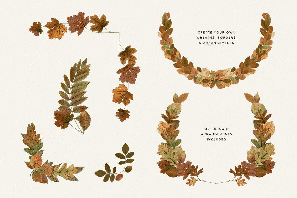 Autumn Leaves Clipart - 59 Images, an Object Illustration by Century Library (Photo 3 of 10)