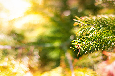 spring background green pine, a Nature Photo by itakdalee