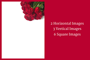 Red Roses Collection, a Business Photo by yamilette.platero (Thumbnail 5 of 6)