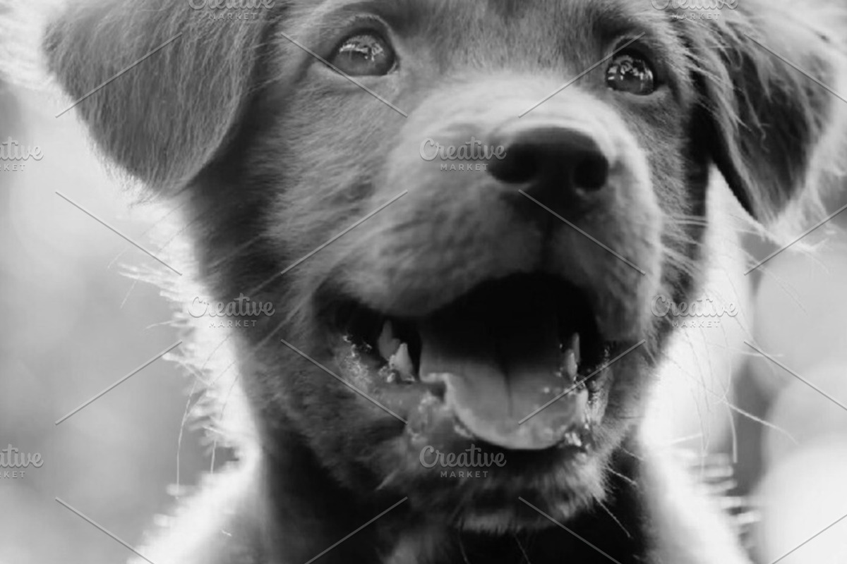Adorable Puppy with open mouth, an Animal Photo by Fardosai Studio (Photo 2 of 2)