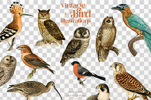 Set Of 22 Vintage Birds, PNG