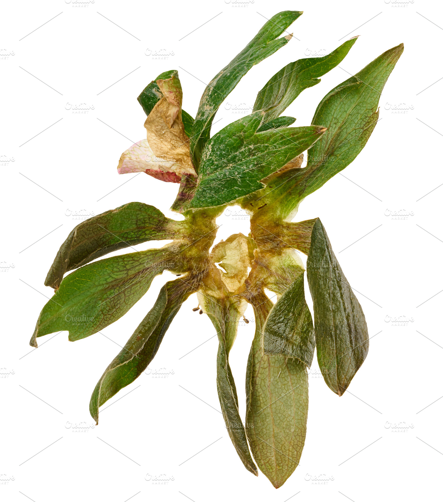 Green sepals and leaves of a strawberry arranged in a circle on, a Food & Drink Photo by ndanko