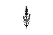 Lavender Flower Silhouette Set, an Object Graphic by Designer_Momina (Thumbnail 3 of 3)