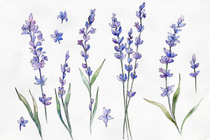 Wild Field Lavender PNG Watercolor