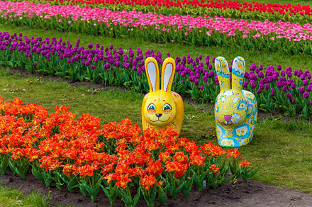 Beds with tulips containing flower, plant, and tulip, a Nature Photo by Photostock