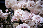 A Garden of Roses | Wedding, Events, a Nature Photo by Farewell (Thumbnail 27 of 41)
