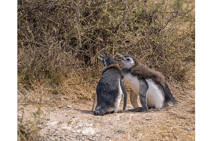 Pair of Magellanic penguin chicks, an Animal Photo by Backyard Stock