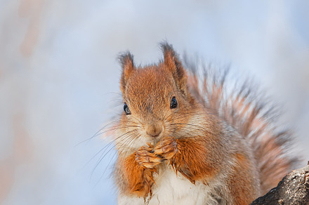 selective image of red squirrels eat, an Animal Photo by AlexBush