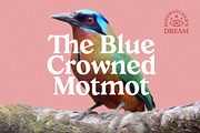 Creolia Typeface, a Serif Font by Dopestype (Thumbnail 2 of 12)
