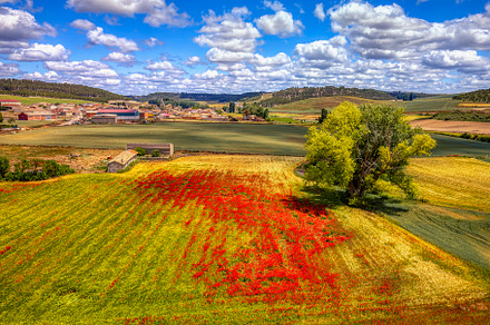 Poppy field and town of San Cebrian de Mazote in the province of Valladolid, Sp, a Nature Photo by CreativePhotoSpain