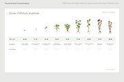 BBCH Growth Stages, Legume Crops, a Presentation Template by Ilia Design (Thumbnail 4 of 9)