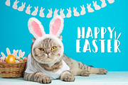 Easter Bunny Cat, an Animal Photo by AnStore (Thumbnail 2 of 2)