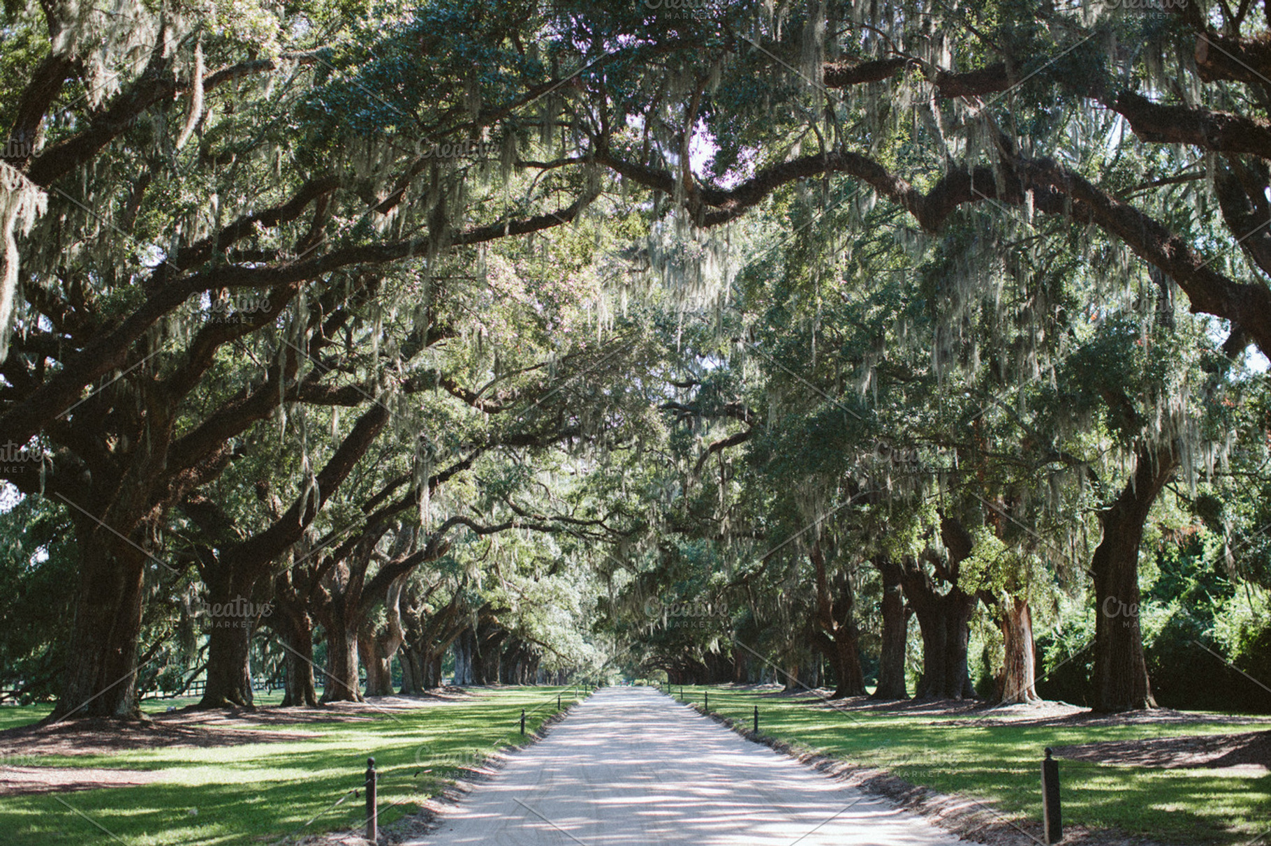 Avenue Of Oaks