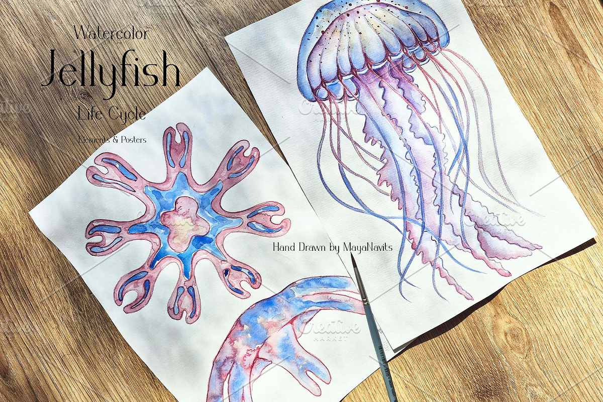 Watercolor Jellyfish Life Cycle Set, an Education Illustration by MayaNavits (Photo 6 of 6)